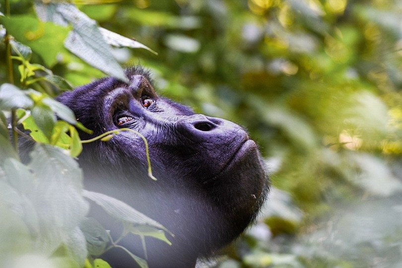 Safáris para avistamento de gorilas estão no portfólio da Asilia