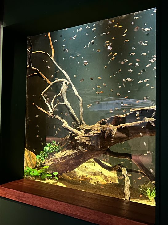 Pequenas espécies são comuns no AquaFoz