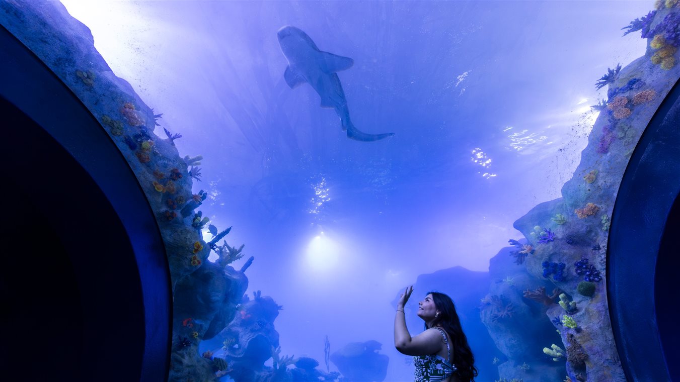 Animais marinhos representados na última etapa do circuito do AquaFoz