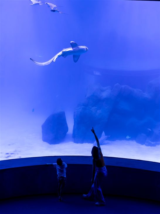 De um lado, o tanque oceânico