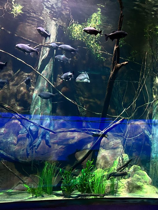 Do outro, o tanque de rio, com pirarucus e outras espécies