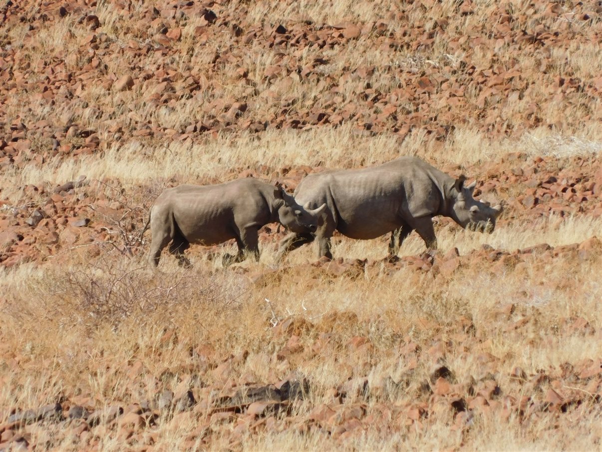 Carros de safári na reserva onde vivem também os rinocerontes-negros