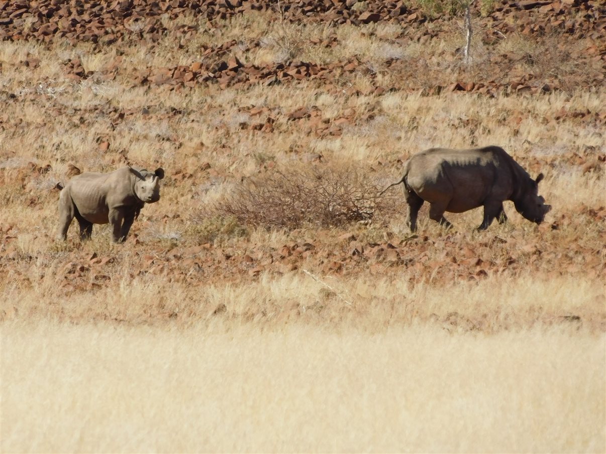Carros de safári na reserva onde vivem também os rinocerontes-negros