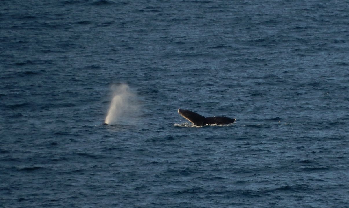 Baleias-jubarte acompanham entrada do MS Roald Amundsen na Antártica