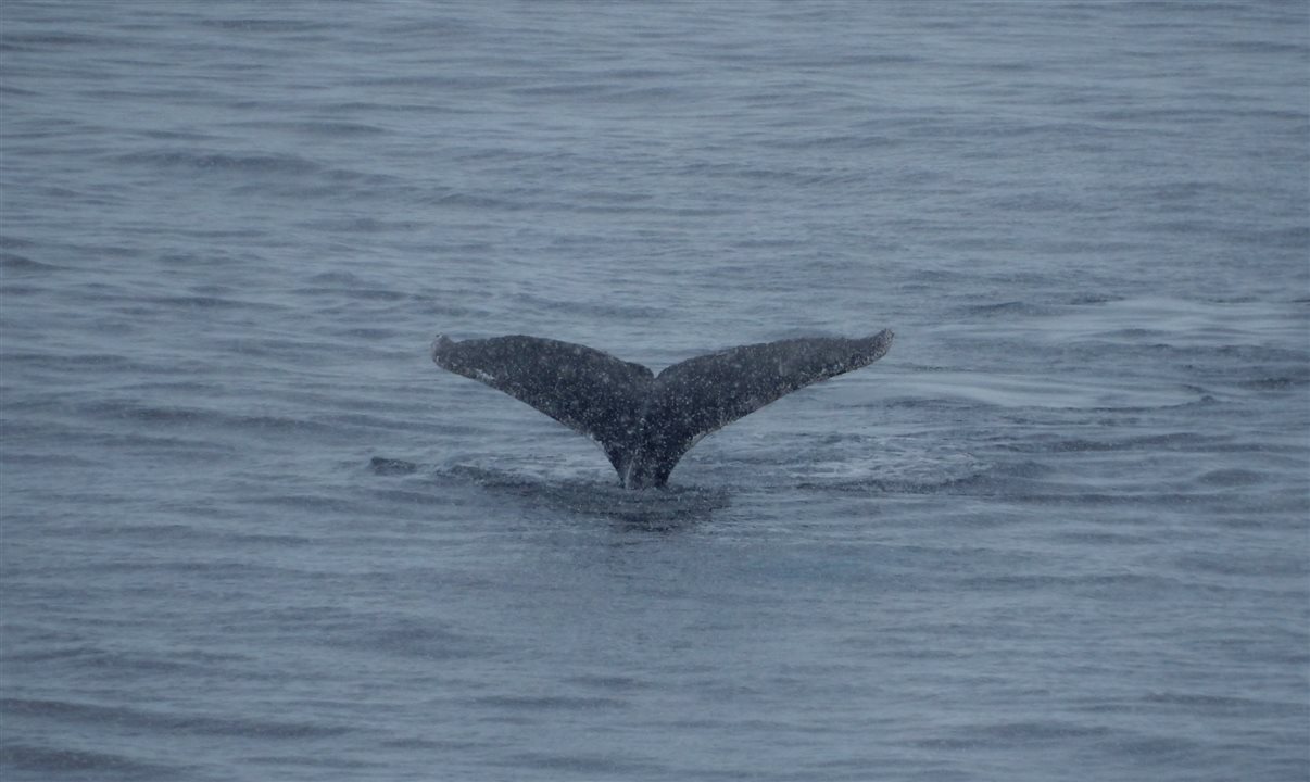 Baleias são avistadas diariamente durante expedição pela Antártica