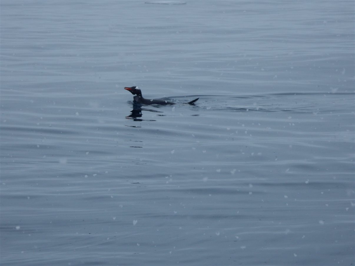 Detalhe de tag que indica a qual grupo cada passageiro faz parte durante a expedição