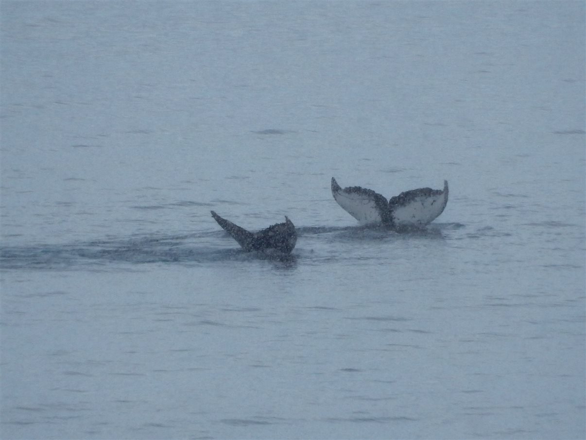 Detalhe de tag que indica a qual grupo cada passageiro faz parte durante a expedição