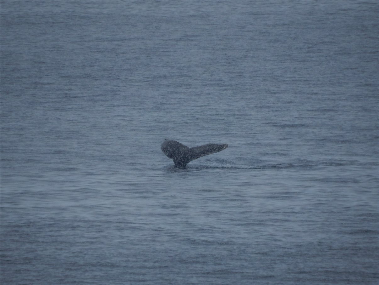 Detalhe de tag que indica a qual grupo cada passageiro faz parte durante a expedição