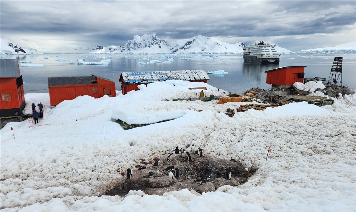 Pinguins vivem na área da estação científica argentina desocupada