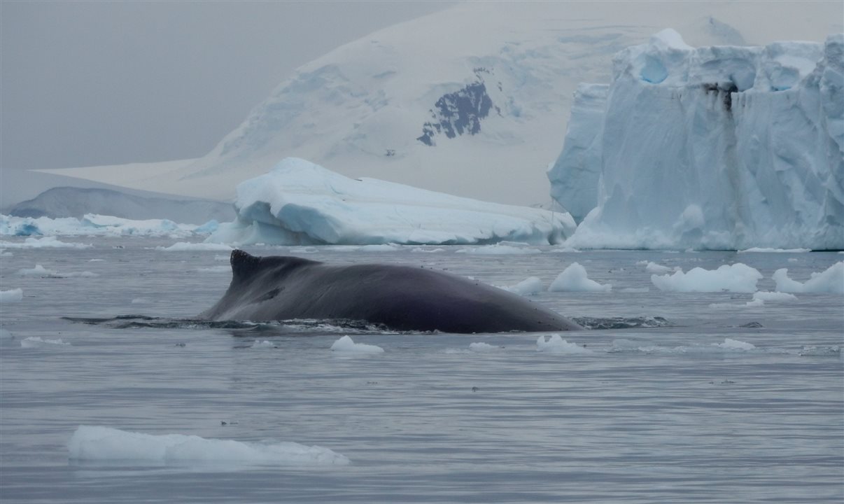 Baleia avistada durante passeio de bote por Paradise Bay
