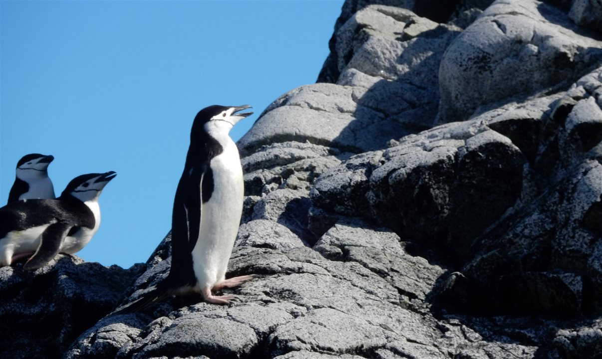O pinguim-de-barbicha é apenas uma das sete espécies das aves que vivem na Antártica