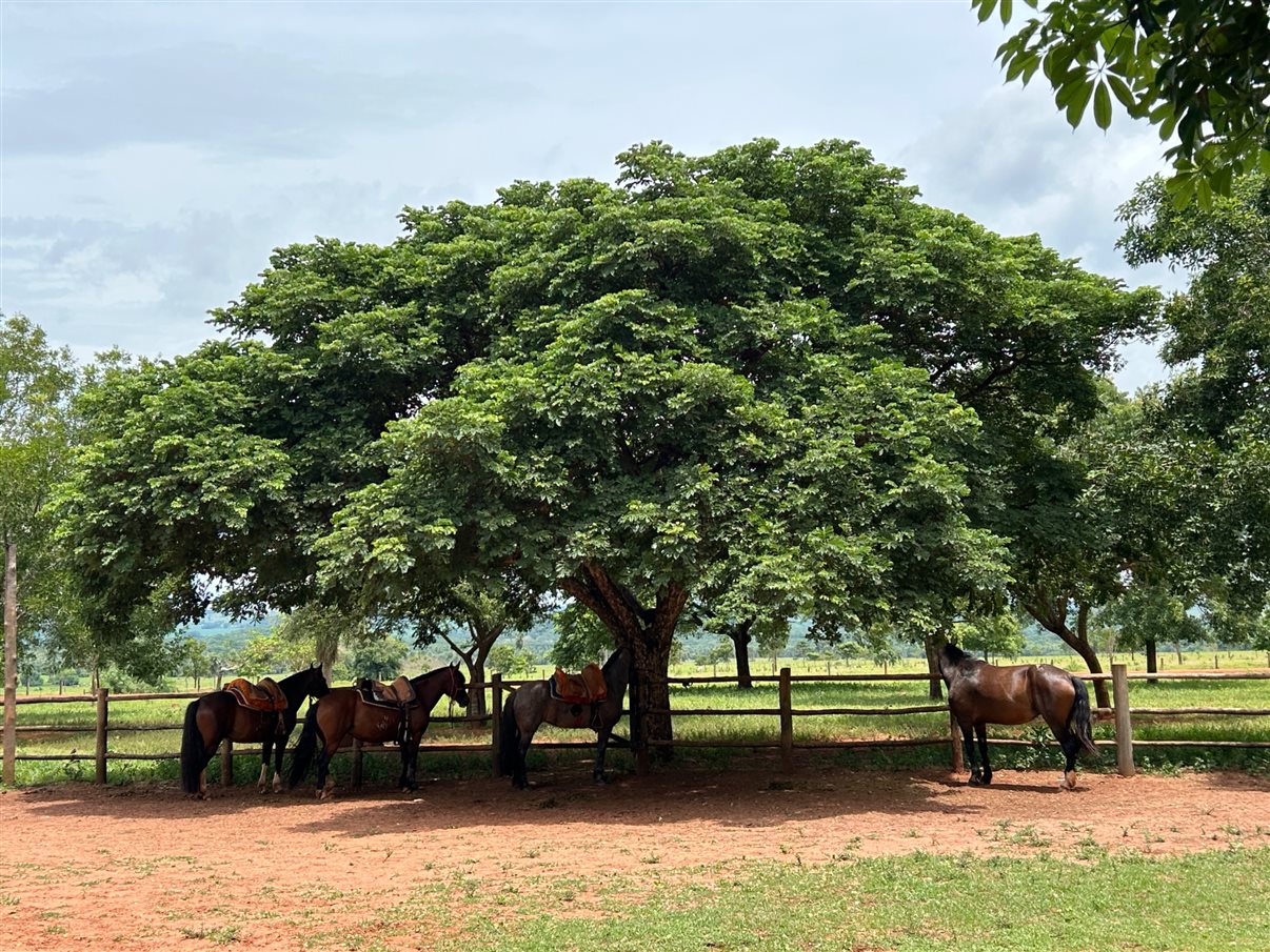 Tainara Dini, da Sakura, e Ana Paula Ramazzini, da Integração Trade