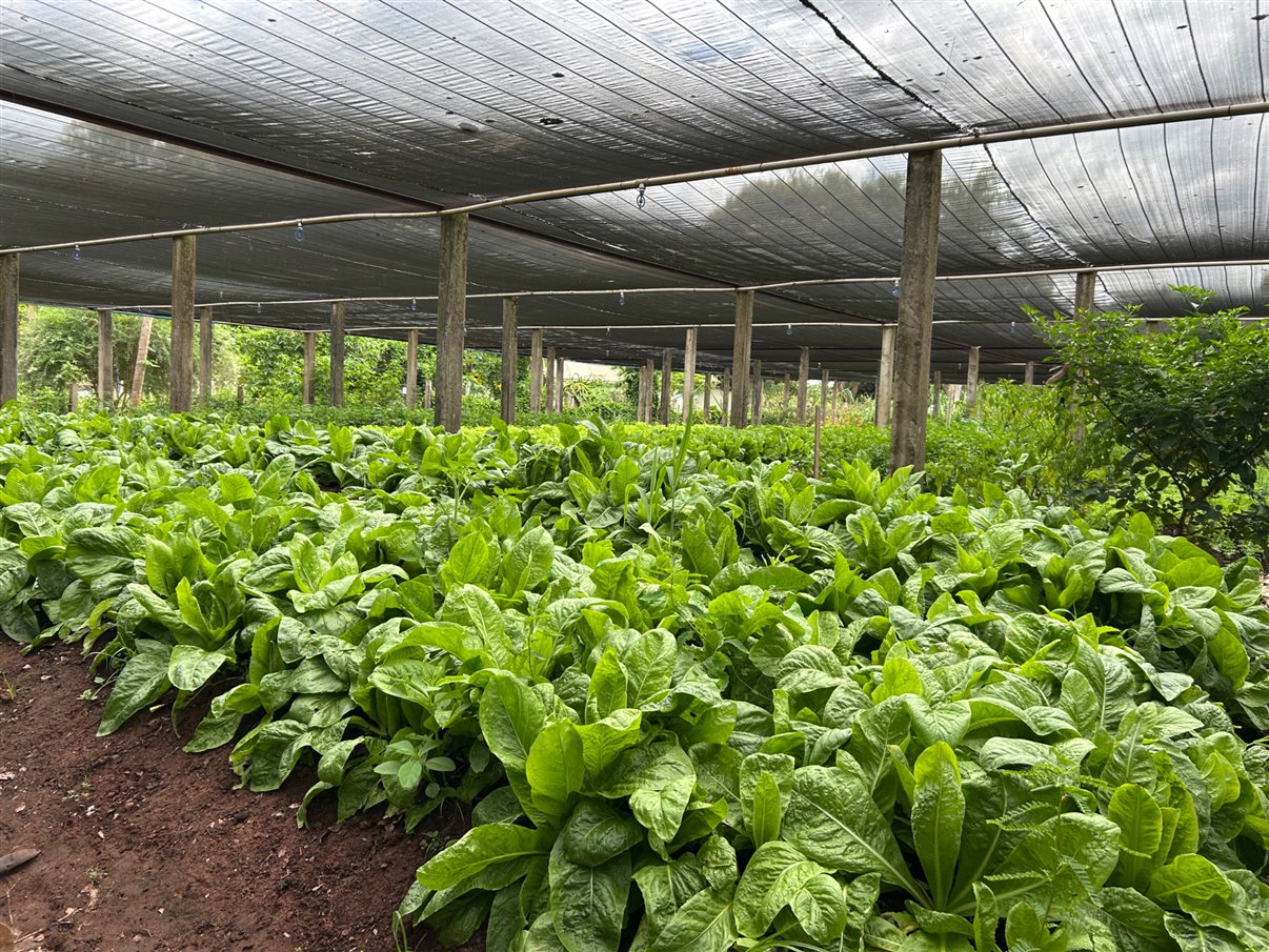 Tainara Dini, da Sakura, e Ana Paula Ramazzini, da Integração Trade