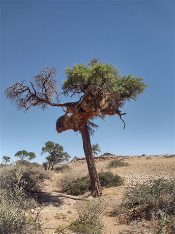 &Aacute;rvore com ninhos pendurados feitos por p&aacute;ssaros-tecel&otilde;es