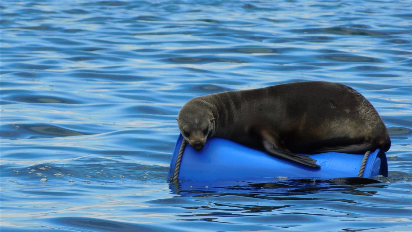 Foca descansa em boia em Walvis Bay