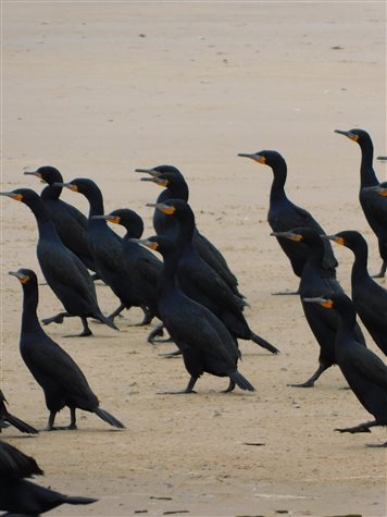 Bando de cormor&otilde;es na pen&iacute;nsula de areia, em Walvius Bay
