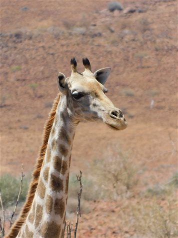 Girafa em reserva: animal pode passar dos 500 quilos e atingir velocidade acima dos 50 km/h