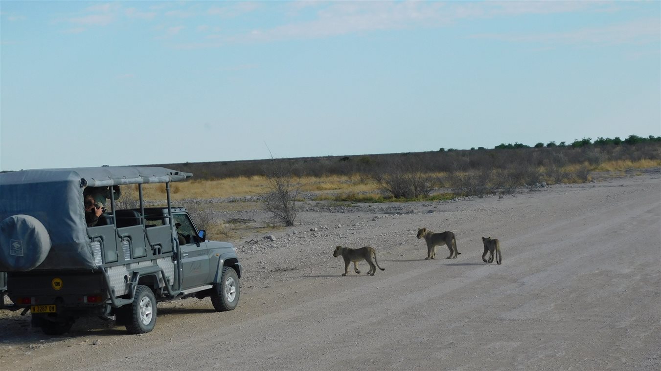 Turistas fotografam filhotes de le&atilde;o, no Parque Nacional Etosha