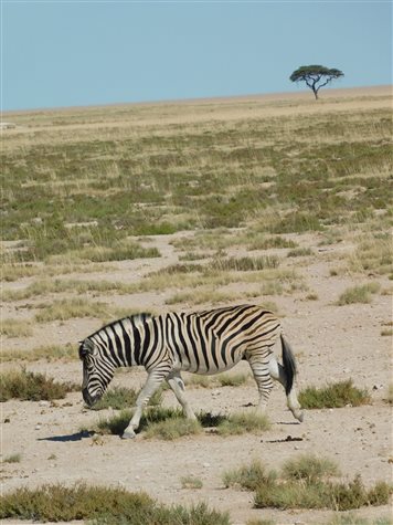 Zebra em &aacute;rea de savana, no Etosha: listras jamais s&atilde;o iguais e funcionam como RG