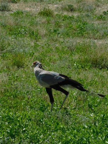 A elegante secret&aacute;ria: ave de rapina &eacute; predominantemente terrestre e ocorre em toda &Aacute;frica