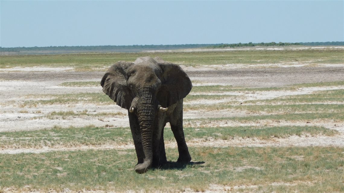 Elefante-da-savana no Parque Nacional Etosha: esp&eacute;cie &eacute; considerada o maior e mais pesado animal terrestre; adulto, pesa entre seis e 12 toneladas