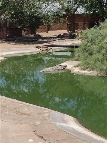 Crocodilo-do-nilo toma banho de sol com corpo parcialmente submerso na lagoa