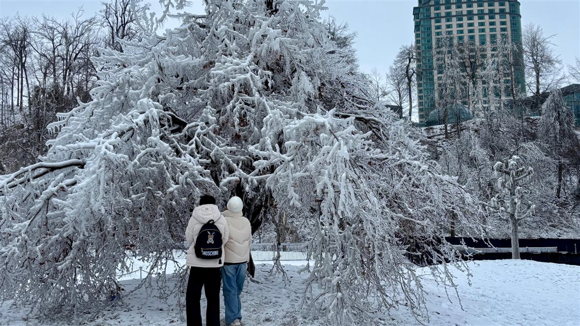 &Aacute;rvore congelada no lado canadense das Cataratas do Ni&aacute;gara