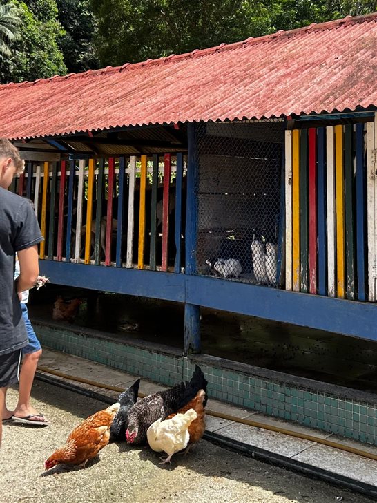 Passeio de trem leva crian&ccedil;as at&eacute; casa de campo com diversos animais