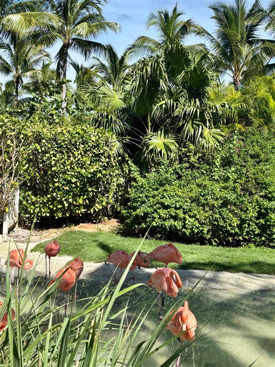 Flamingos, uma das atra&ccedil;&otilde;es do Baha Mar