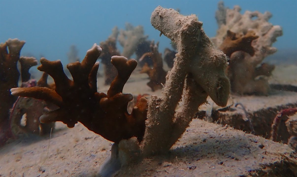 A restauração ocorre com o cultivo de fragmentos ou larvas de corais em viveiros. Após o seu crescimento inicial, haverá a replantação para recifes degradados