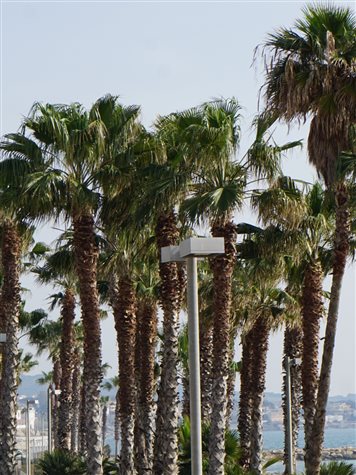Palmeiras acompanham a vista do Mediterr&acirc;neo