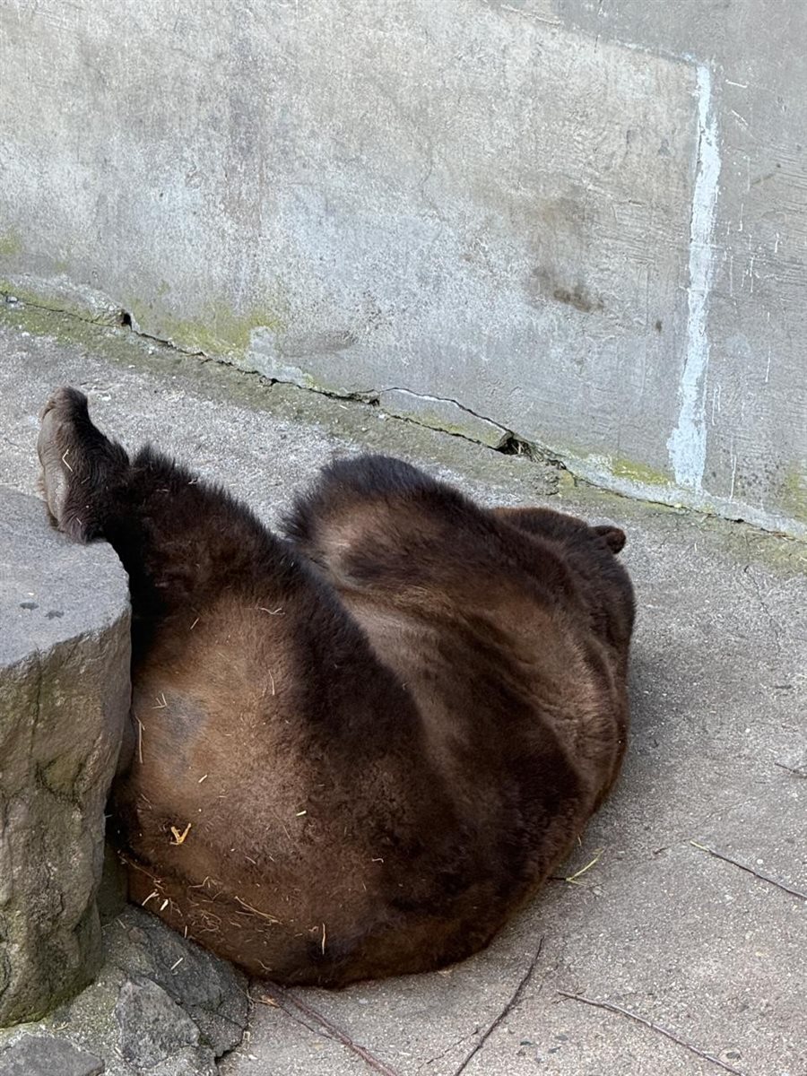 Um dos ursos que s&atilde;o tradi&ccedil;&atilde;o no castelo da cidade