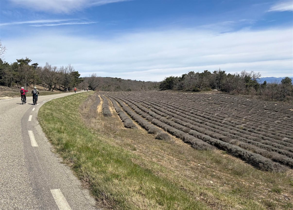 Cicloturismo em estrada que margeia uma planta&ccedil;&atilde;o de lavanda na Provence