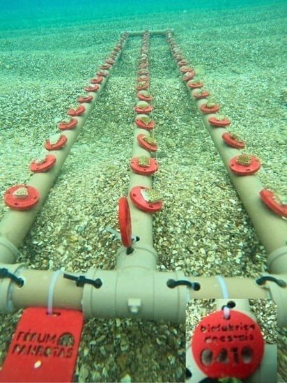 Coral adorado pela PANROTAS