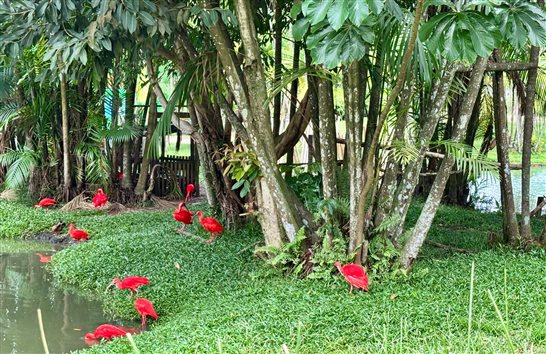 Guar&aacute;s colorem de vermelho o parque zoobot&acirc;nico de 40 mil m&sup2;