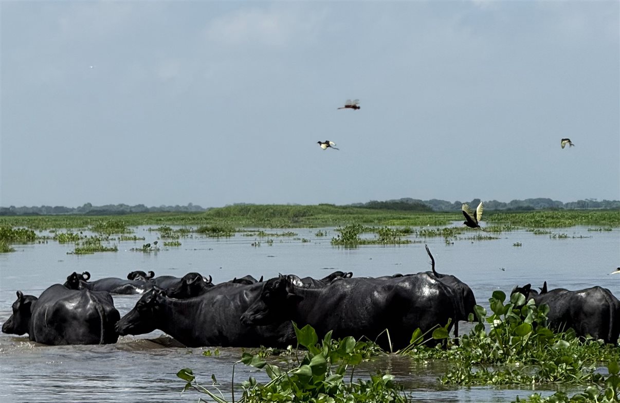 B&uacute;falos d_&aacute;gua atravessam as &aacute;guas do rio Magdalena