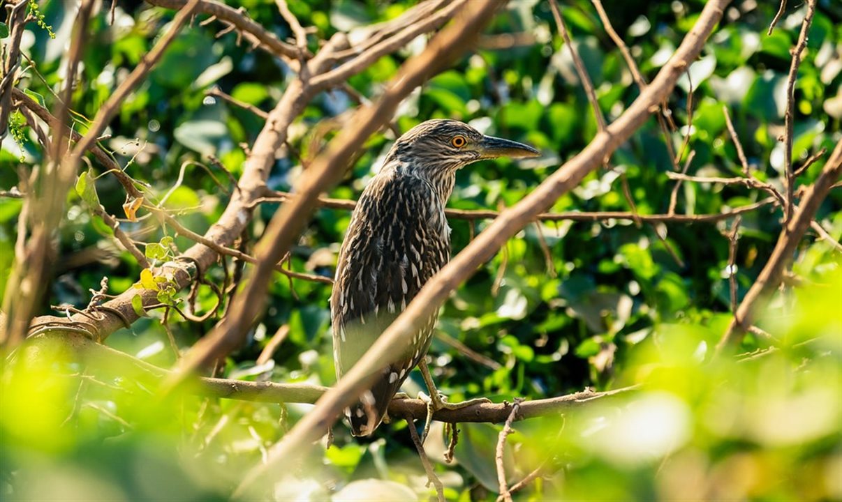 Porto Jofre, no pantanal mato-grossense