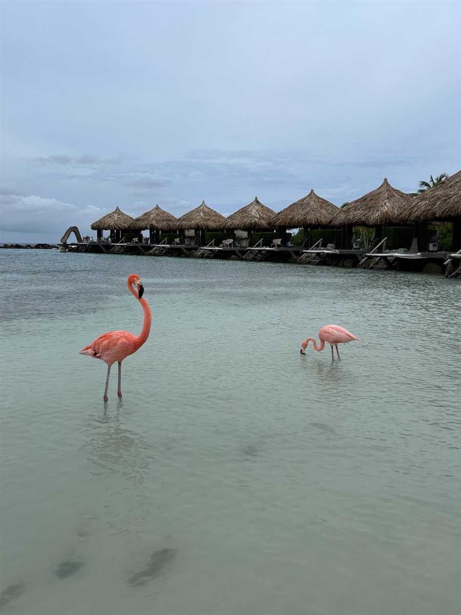 Conhecida como Flamingo Island, a ilha &eacute; repleta desses simp&aacute;ticos animais
