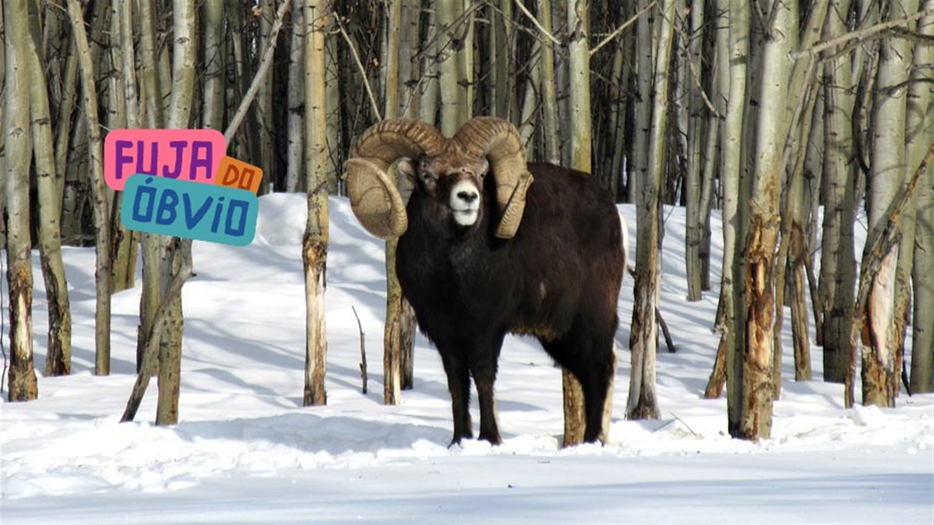 Passeio em Whitehorse, capital de Yukon