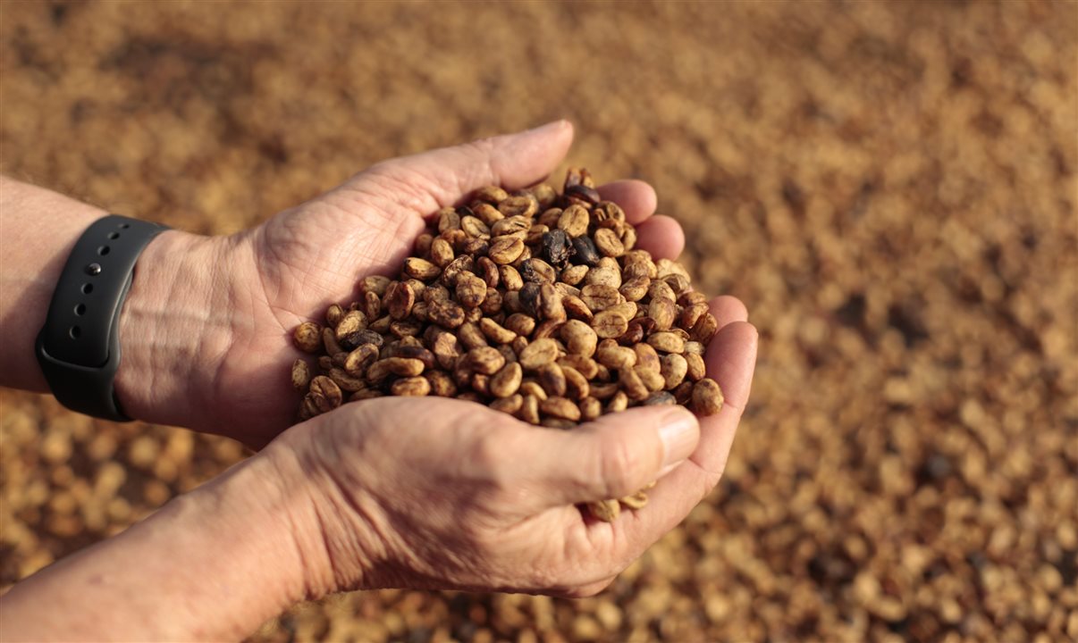 Sudeste se destaca pela colheita de café