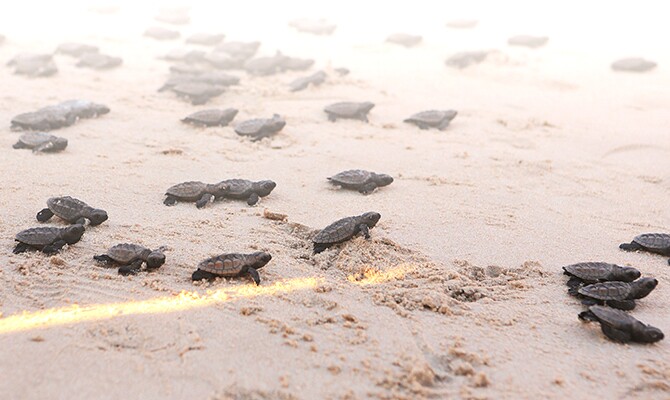 Foram 41 novas tartarugas da espécie Eretmochelys imbricada, que corre risco de extinção (Divulgação)