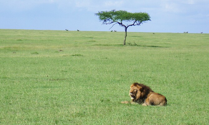 Os safaris são algumas das principais atrações turísticas do continente africano